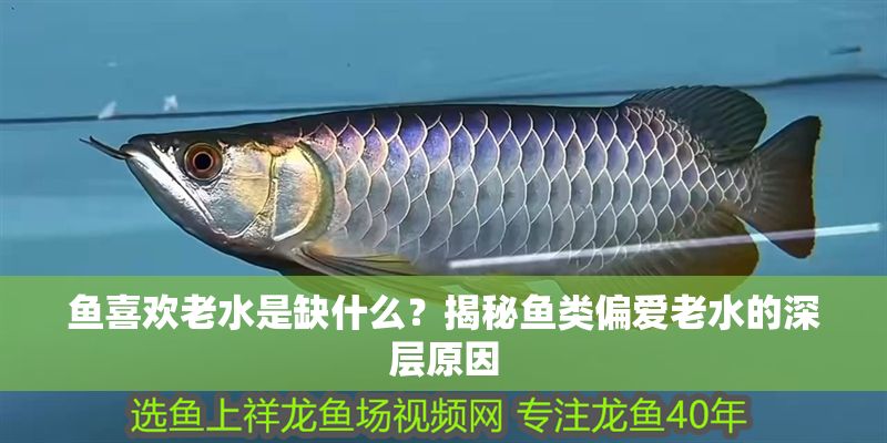 魚(yú)喜歡老水是缺什么？揭秘魚(yú)類(lèi)偏愛(ài)老水的深層原因