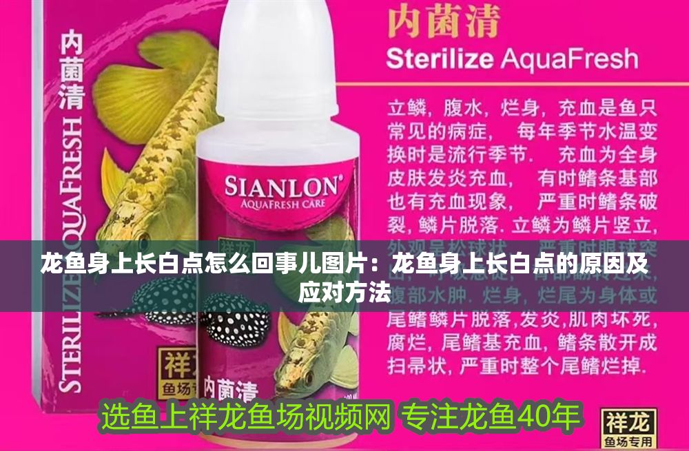 龍魚身上長白點怎么回事兒圖片：龍魚身上長白點的原因及應對方法