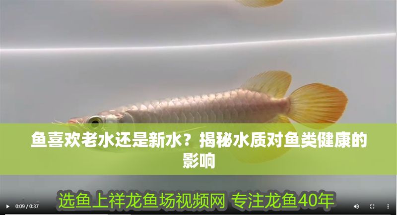 魚喜歡老水還是新水？揭秘水質(zhì)對(duì)魚類健康的影響