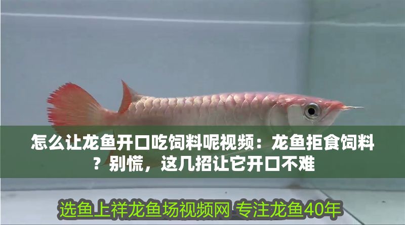 怎么讓龍魚開口吃飼料呢視頻：龍魚拒食飼料？別慌，這幾招讓它開口不難