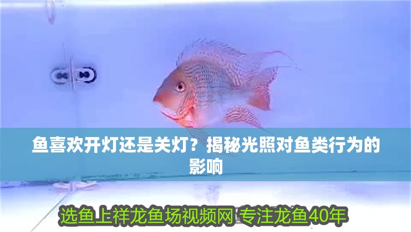 魚喜歡開燈還是關燈？揭秘光照對魚類行為的影響