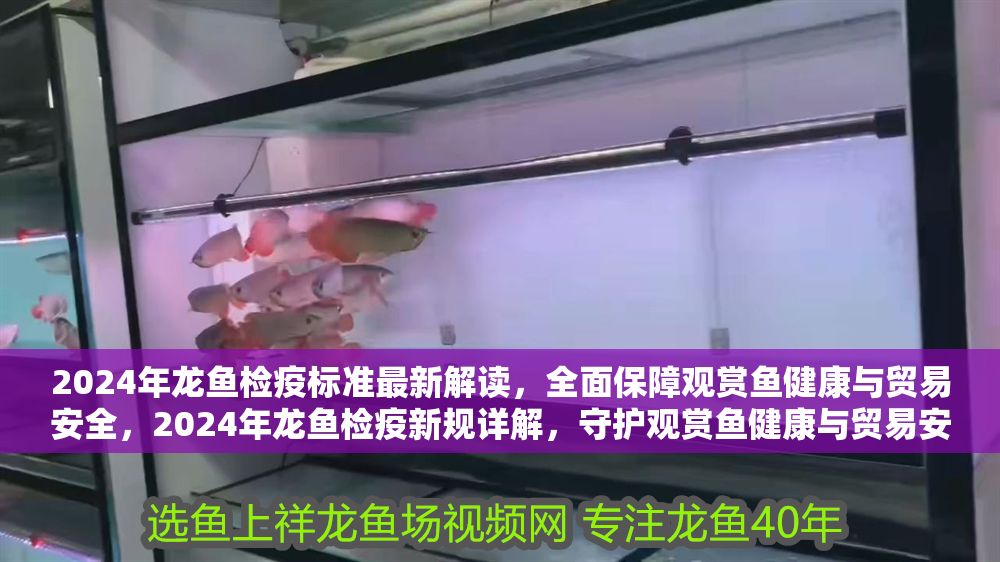 2024年龍魚檢疫標準最新解讀，全面保障觀賞魚健康與貿易安全，2024年龍魚檢疫新規詳解，守護觀賞魚健康與貿易安全