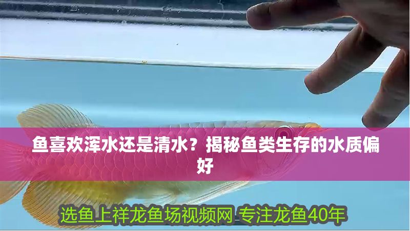 魚喜歡渾水還是清水？揭秘魚類生存的水質偏好