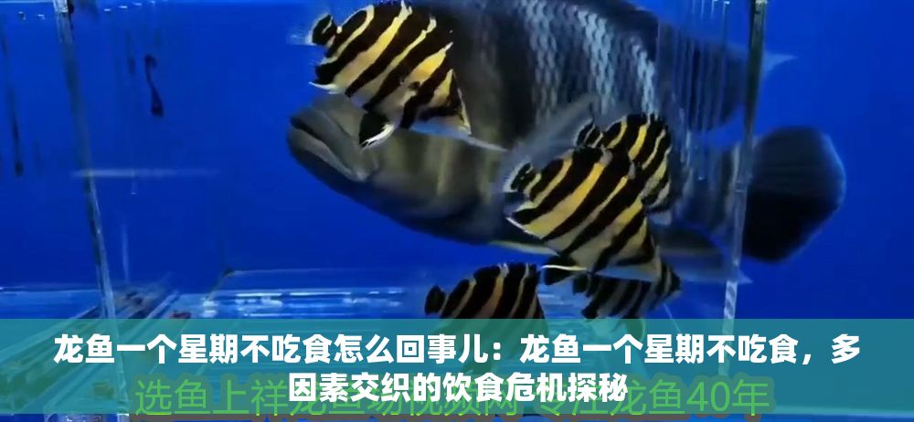 龍魚一個星期不吃食怎么回事兒：龍魚一個星期不吃食，多因素交織的飲食危機探秘