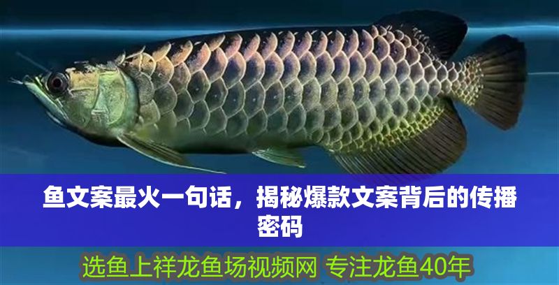 魚文案最火一句話，揭秘爆款文案背后的傳播密碼