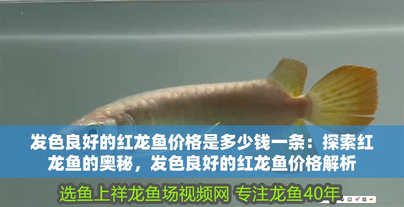 發(fā)色良好的紅龍魚價格是多少錢一條：探索紅龍魚的奧秘，發(fā)色良好的紅龍魚價格解析