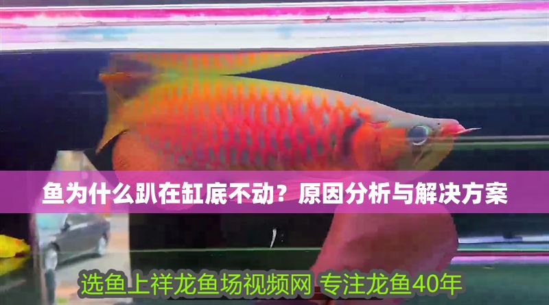 魚為什么趴在缸底不動？原因分析與解決方案