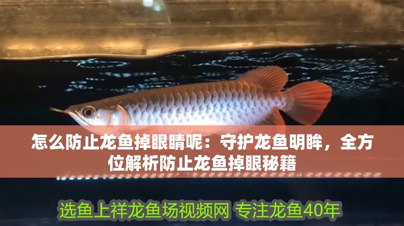 怎么防止龍魚掉眼睛呢：守護(hù)龍魚明眸，全方位解析防止龍魚掉眼秘籍