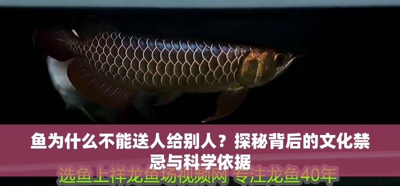 魚為什么不能送人給別人？探秘背后的文化禁忌與科學依據