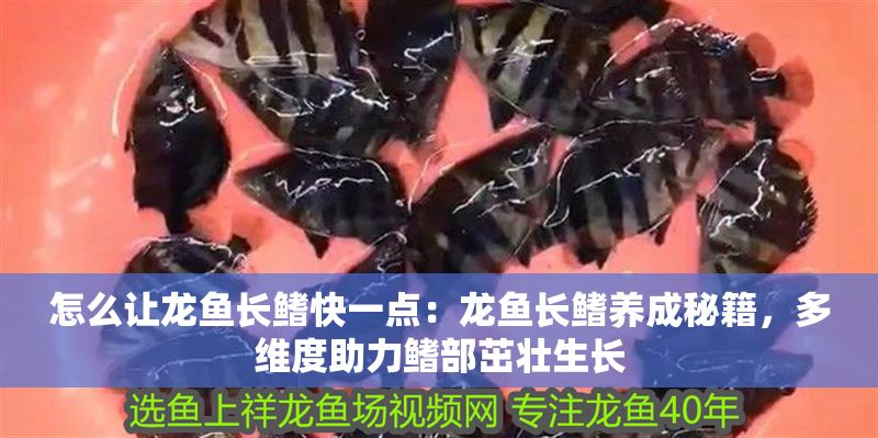 怎么讓龍魚長鰭快一點：龍魚長鰭養成秘籍，多維度助力鰭部茁壯生長