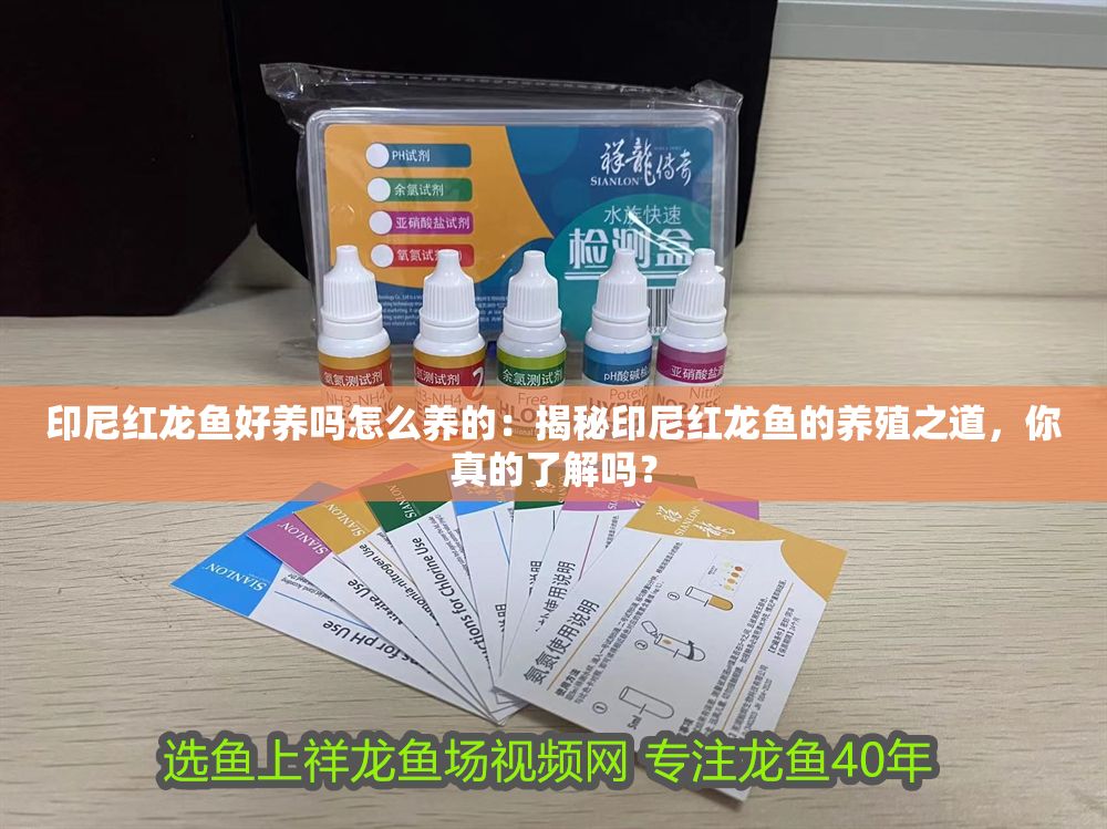 印尼紅龍魚好養(yǎng)嗎怎么養(yǎng)的：揭秘印尼紅龍魚的養(yǎng)殖之道，你真的了解嗎？