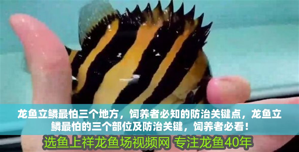 龍魚立鱗最怕三個地方，飼養者必知的防治關鍵點，龍魚立鱗最怕的三個部位及防治關鍵，飼養者必看！