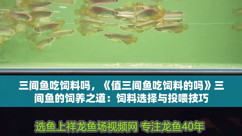 三間魚吃飼料嗎，《值三間魚吃飼料的嗎》三間魚的飼養之道：飼料選擇與投喂技巧