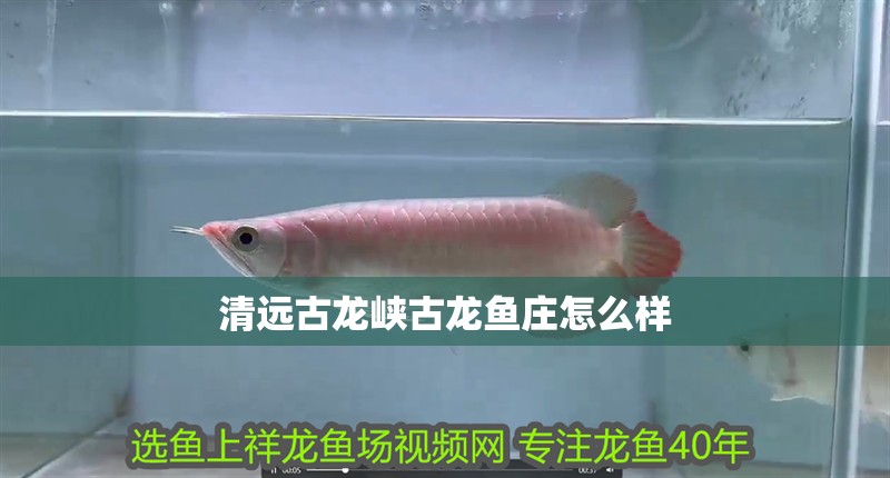 清遠(yuǎn)古龍峽古龍魚莊怎么樣