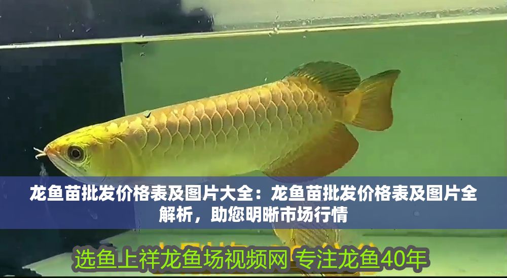 龍魚苗批發價格表及圖片大全：龍魚苗批發價格表及圖片全解析，助您明晰市場行情