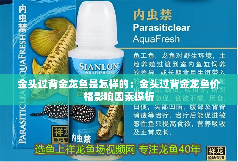 金頭過背金龍魚是怎樣的：金頭過背金龍魚價格影響因素探析