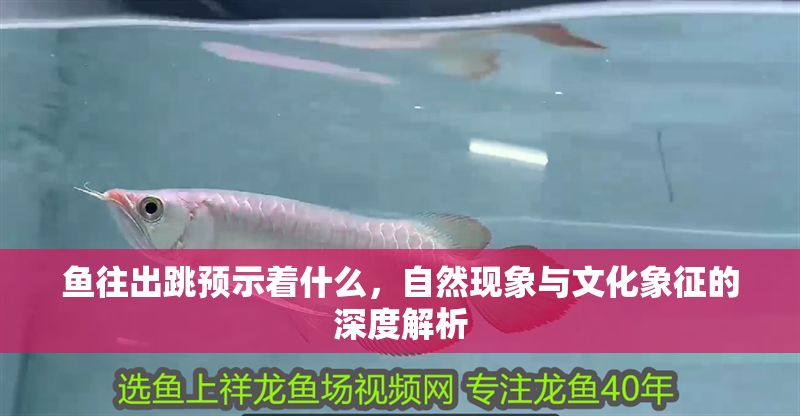 魚往出跳預示著什么，自然現象與文化象征的深度解析