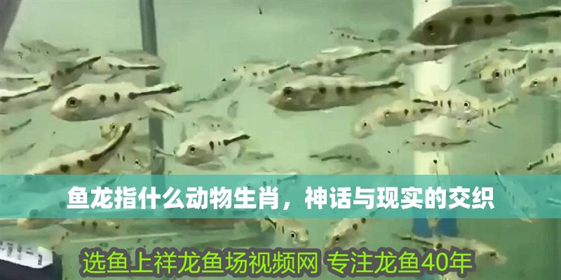 魚龍指什么動物生肖，神話與現實的交織