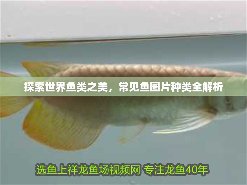 探索世界魚(yú)類(lèi)之美，常見(jiàn)魚(yú)圖片種類(lèi)全解析