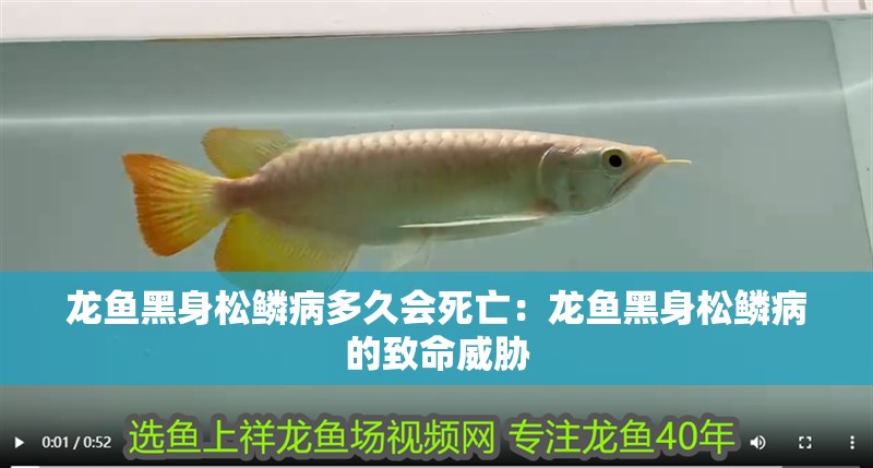 龍魚黑身松鱗病多久會死亡：龍魚黑身松鱗病的致命威脅