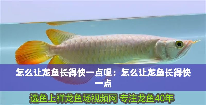 怎么讓龍魚長得快一點呢：怎么讓龍魚長得快一點