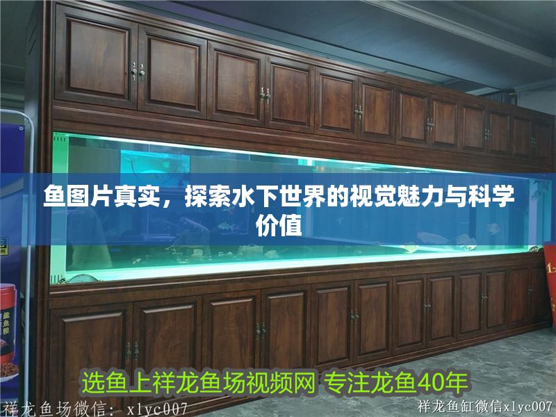 魚圖片真實，探索水下世界的視覺魅力與科學價值
