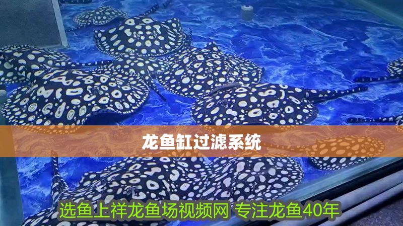 龍魚缸過濾系統