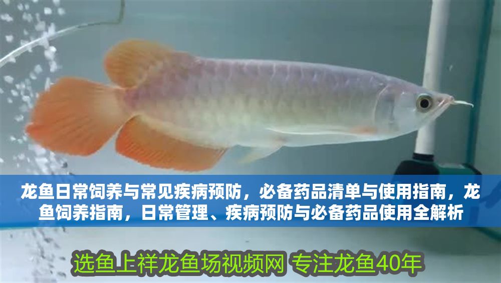 龍魚日常飼養與常見疾病預防，必備藥品清單與使用指南，龍魚飼養指南，日常管理、疾病預防與必備藥品使用全解析