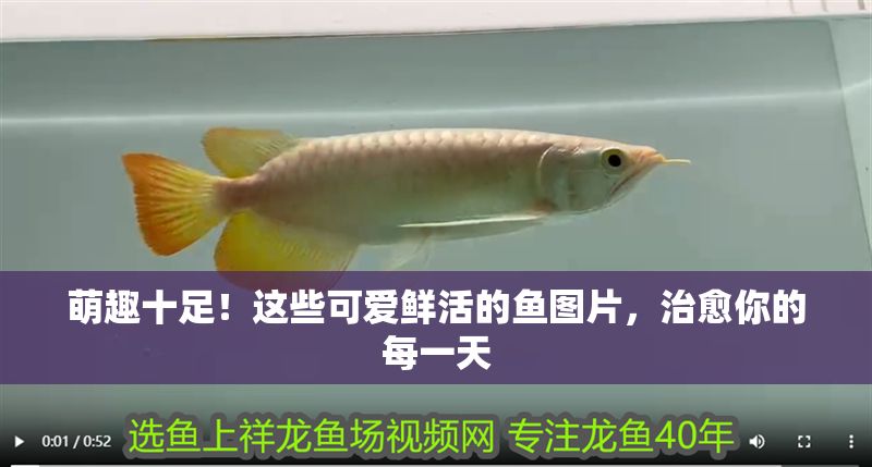 萌趣十足！這些可愛鮮活的魚圖片，治愈你的每一天