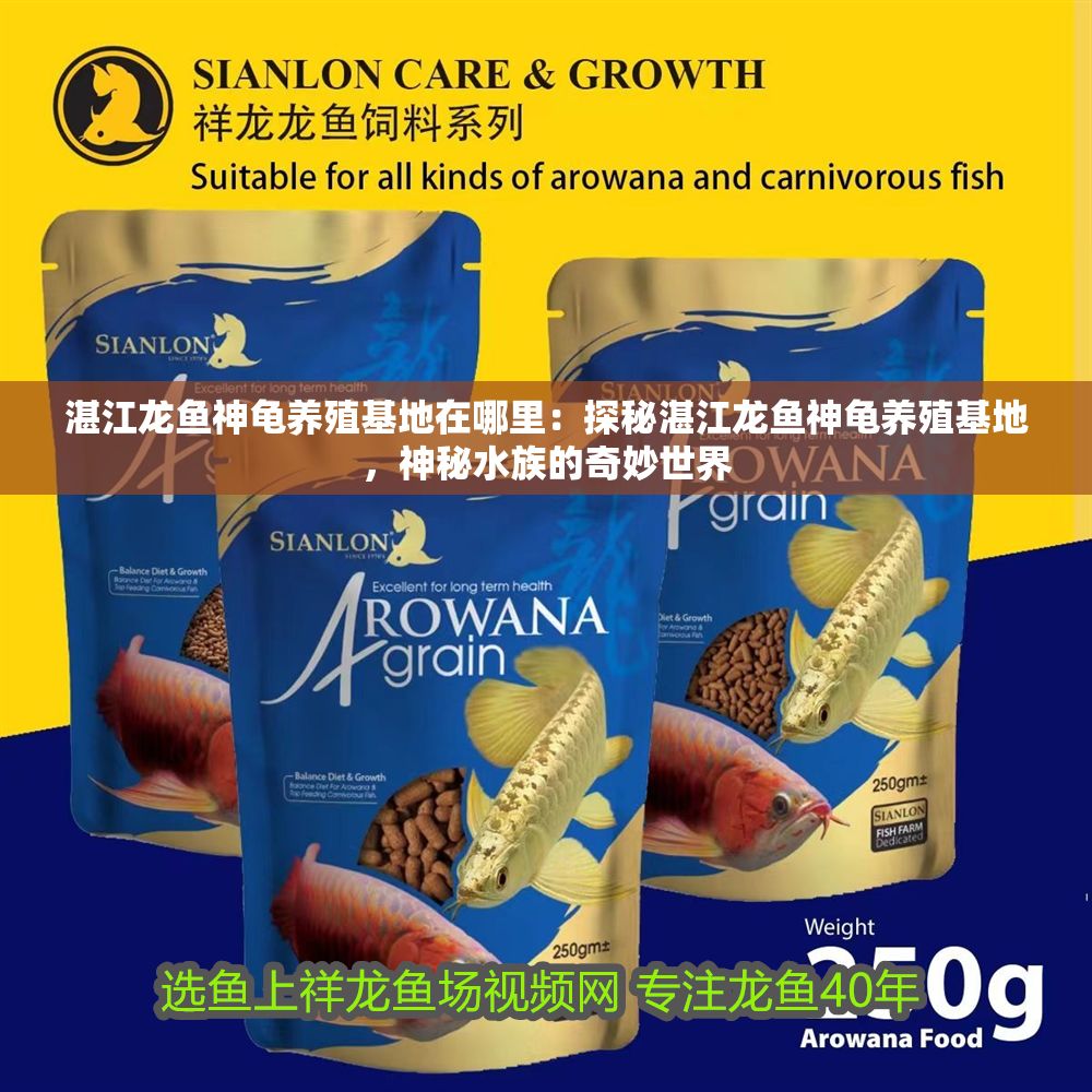 湛江龍魚(yú)神龜養(yǎng)殖基地在哪里：探秘湛江龍魚(yú)神龜養(yǎng)殖基地，神秘水族的奇妙世界