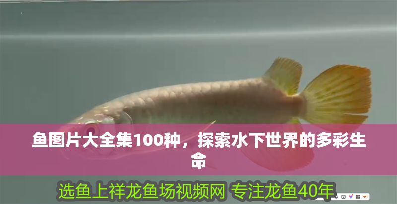 魚圖片大全集100種，探索水下世界的多彩生命