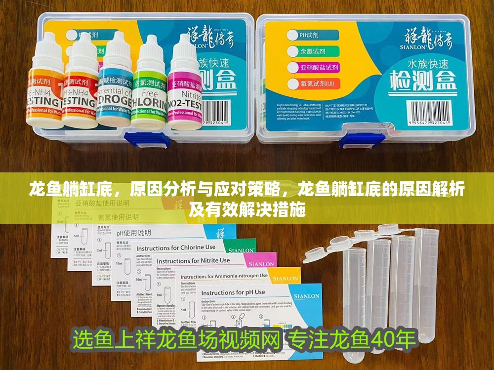 龍魚躺缸底，原因分析與應(yīng)對策略，龍魚躺缸底的原因解析及有效解決措施