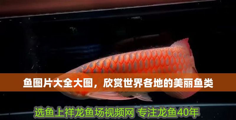 魚圖片大全大圖，欣賞世界各地的美麗魚類