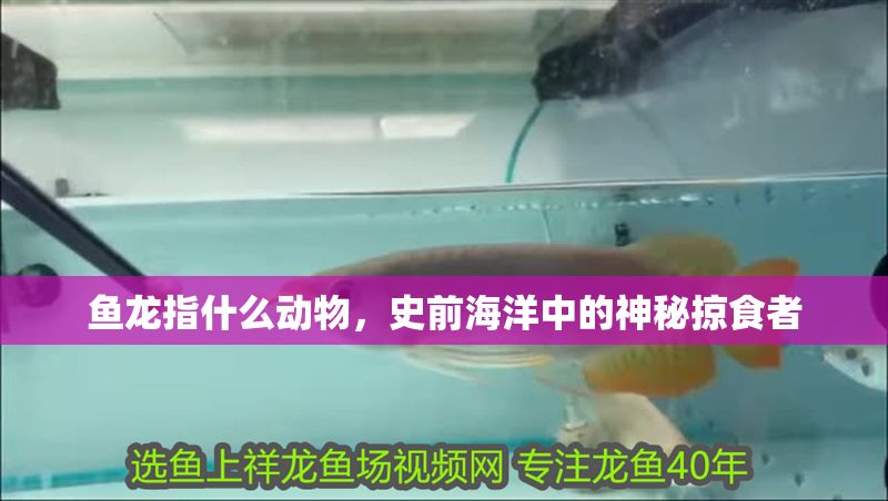 魚龍指什么動物，史前海洋中的神秘掠食者