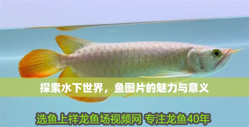 探索水下世界，魚圖片的魅力與意義