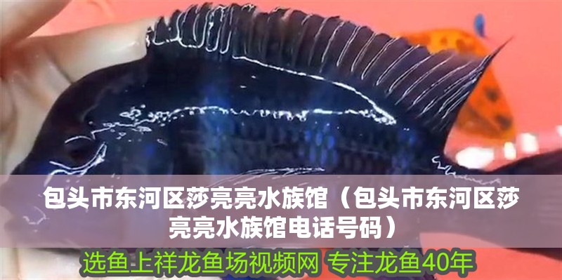 包頭市東河區莎亮亮水族館（包頭市東河區莎亮亮水族館電話號碼）
