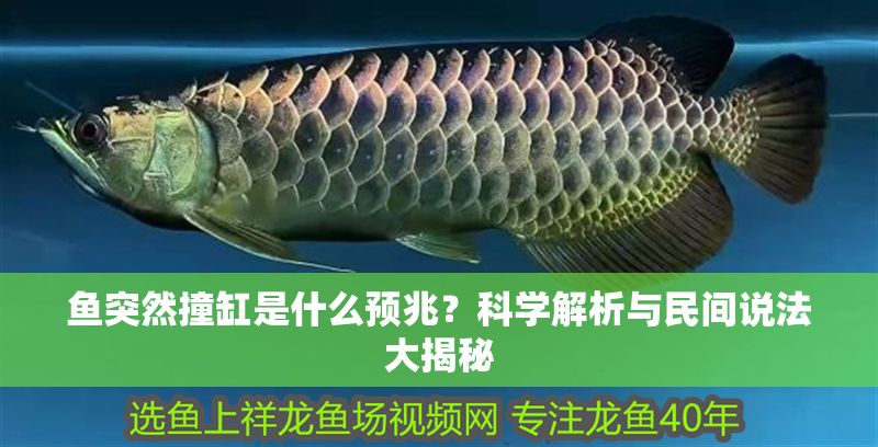 魚突然撞缸是什么預兆？科學解析與民間說法大揭秘