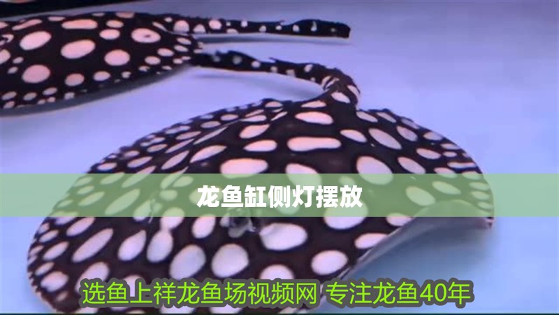 龍魚缸側(cè)燈擺放