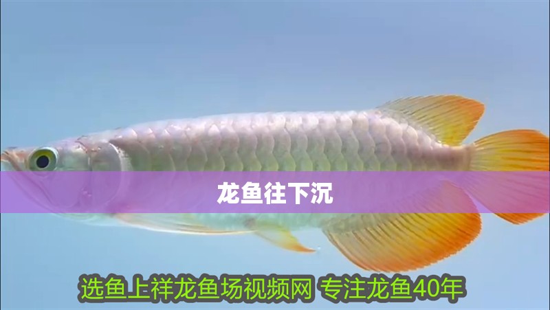 龍魚往下沉