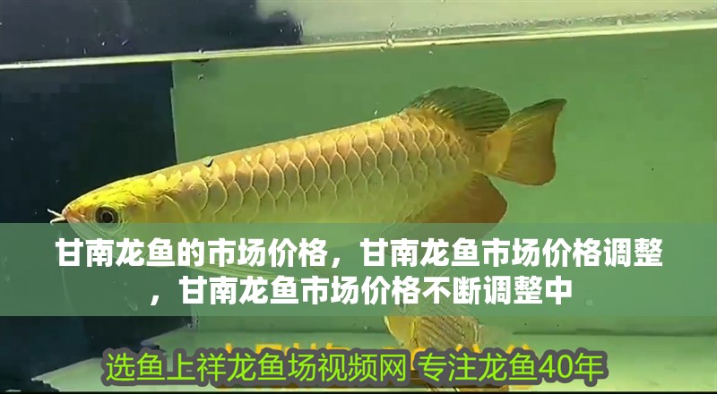 甘南龍魚的市場價格，甘南龍魚市場價格調整，甘南龍魚市場價格不斷調整中