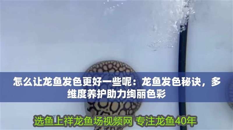 怎么讓龍魚發色更好一些呢：龍魚發色秘訣，多維度養護助力絢麗色彩
