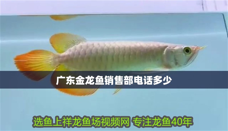 廣東金龍魚銷售部電話多少