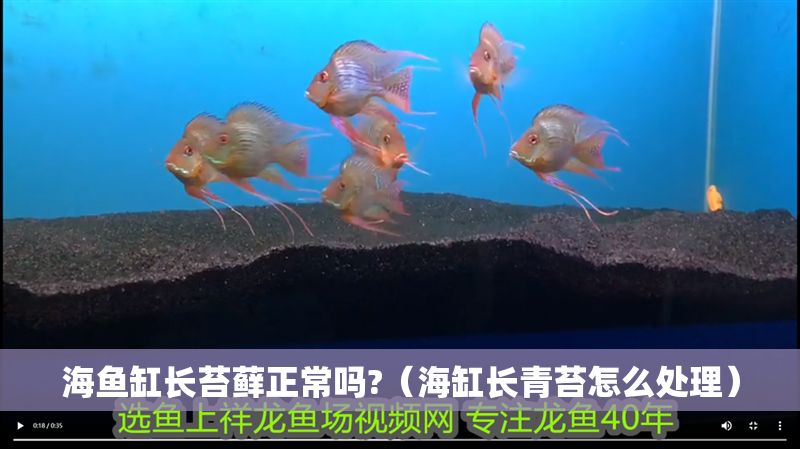海魚缸長苔蘚正常嗎?（海缸長青苔怎么處理）