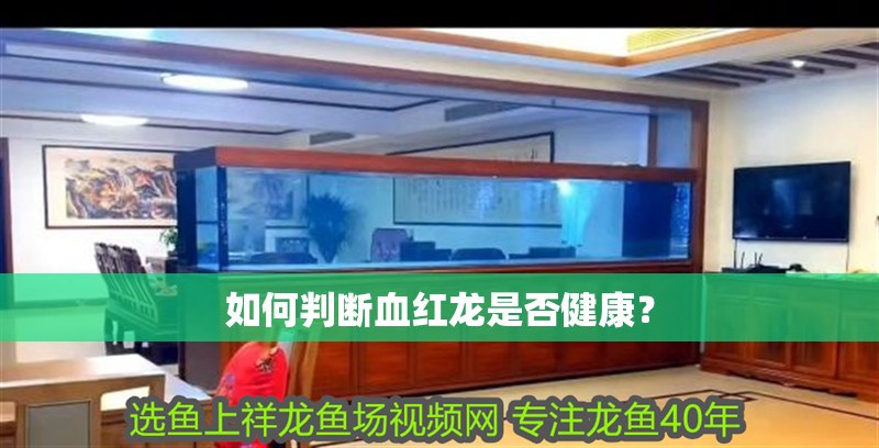 如何判斷血紅龍是否健康？