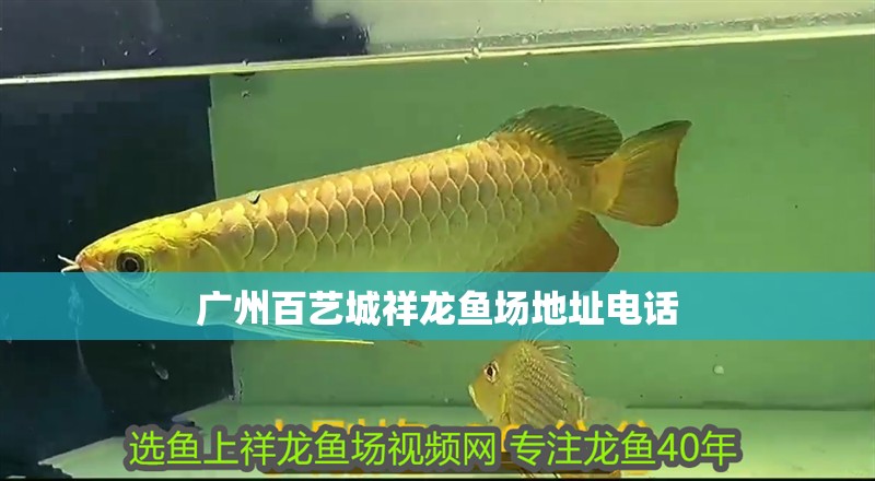 廣州百藝城祥龍魚(yú)場(chǎng)地址電話