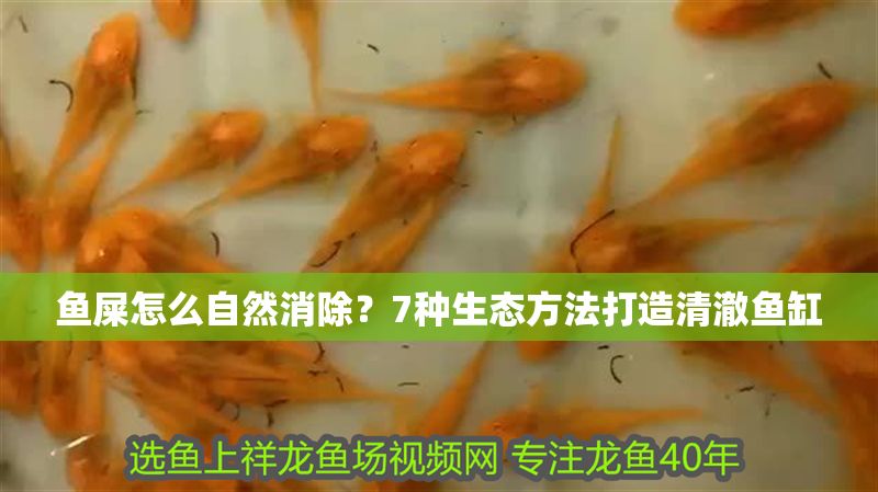 魚屎怎么自然消除？7種生態方法打造清澈魚缸