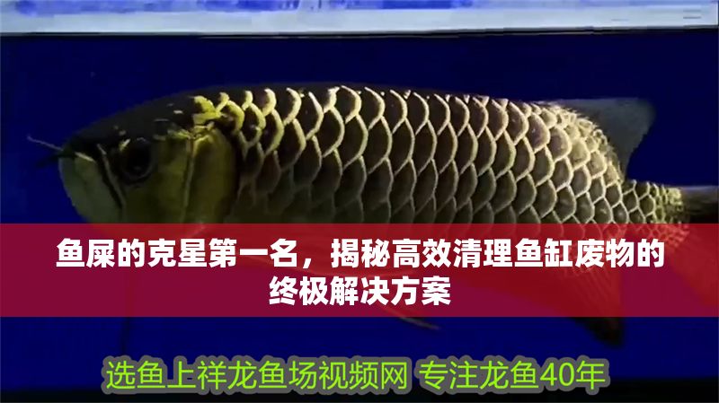 魚屎的克星第一名，揭秘高效清理魚缸廢物的終極解決方案