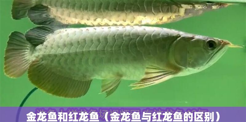金龍魚和紅龍魚（金龍魚與紅龍魚的區別）