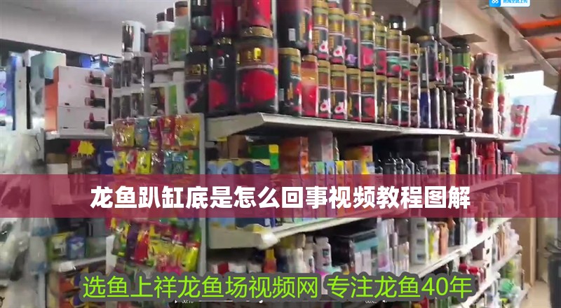 龍魚趴缸底是怎么回事視頻教程圖解