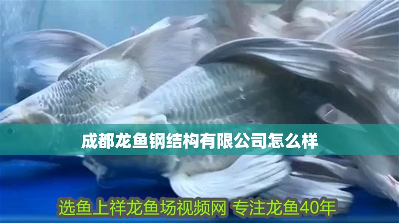 成都龍魚鋼結構有限公司怎么樣
